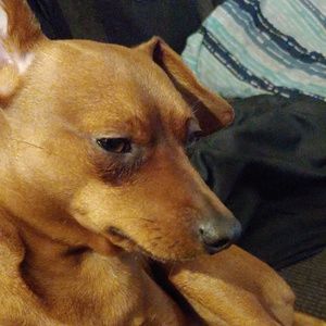 Meet your Posher, Dawn